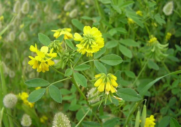 Внешний вид (фото) пажитника