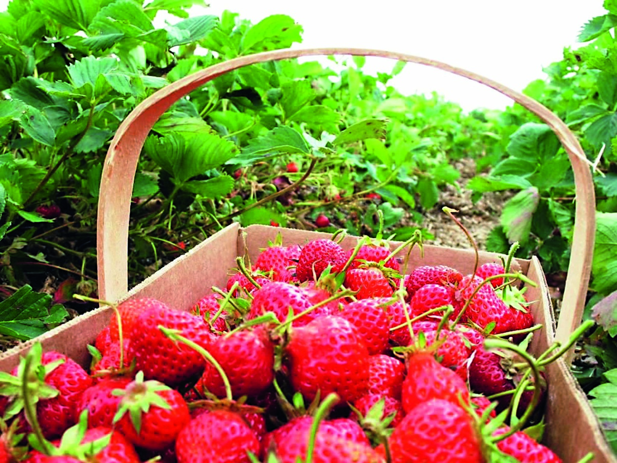 фото из интернета