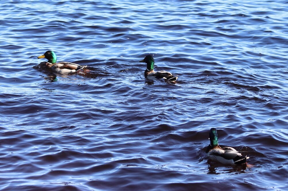 Один селезень преследует другого
