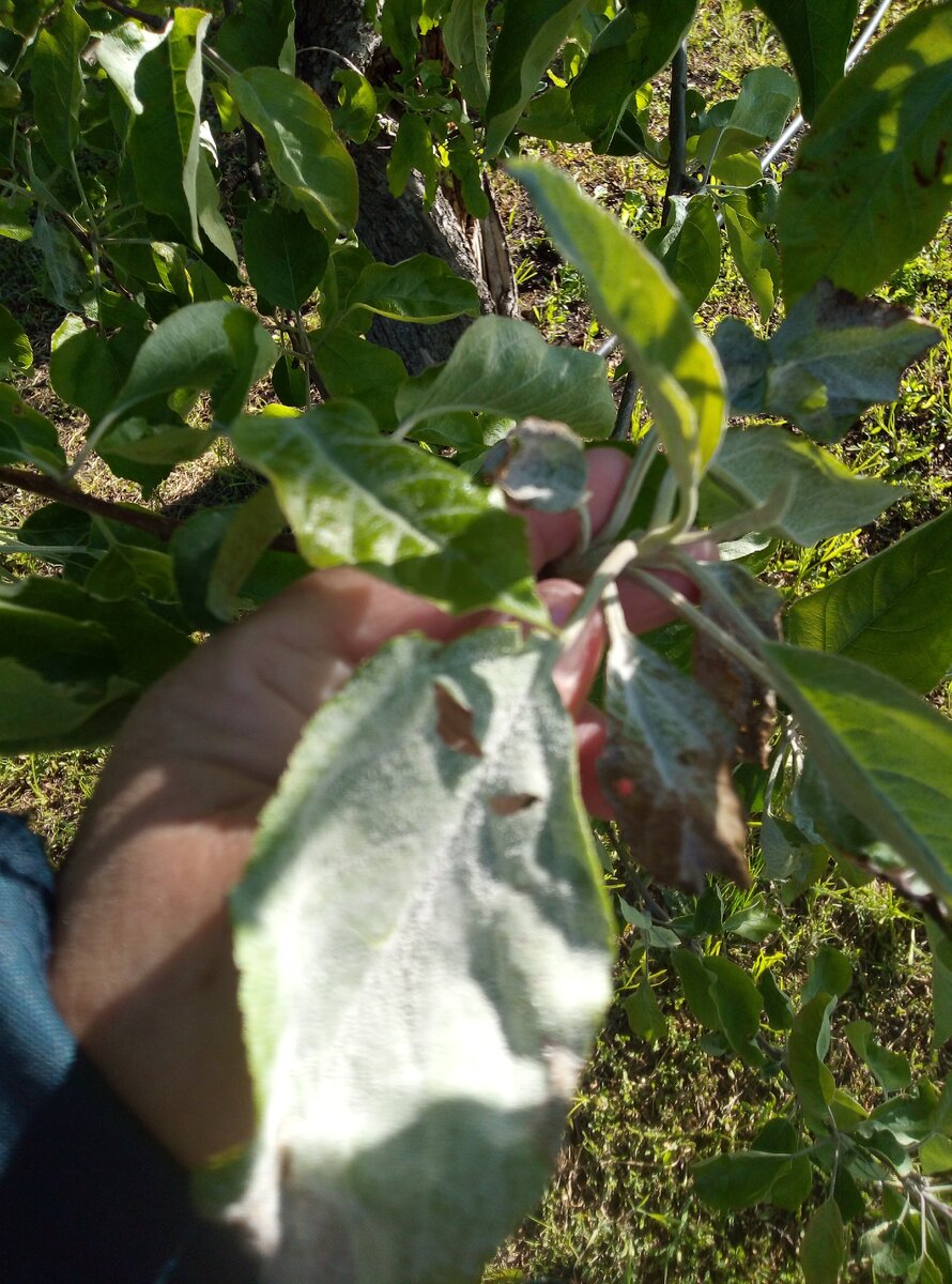 Припудренные листья.