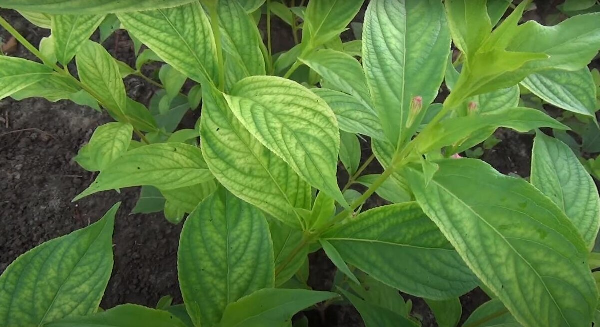 Листья желтеют - верный признак хлороза