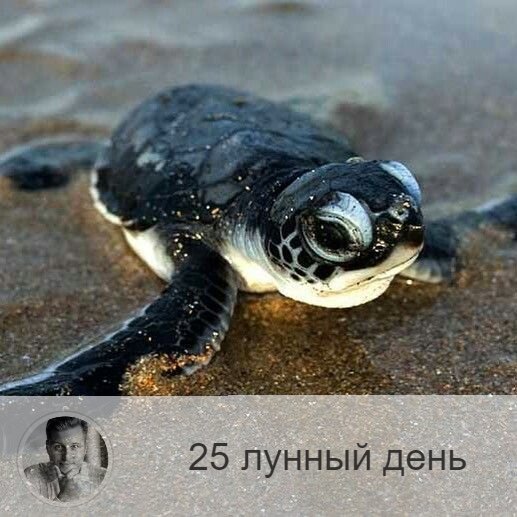 25-ый лунный день с 02:00 16-ого по 02:13 17-ого. 🔆 Все становятся мудрецами и пророками.
🐢 Символ дня – черепаха, раковина.
🎂 Люди, рождённые в этот лунный день, очень мудры. Они неторопливы, сны их, как правило, вещи, они могут принимать информацию из сна.
💍 Камни - тигровый глаз, кошачий глаз.
🌞 День пассивности и спокойствия, старайтесь не спешить и никуда не торопиться. Энергия этих лунных суток не благоприятствует никакой активности — просто плывите по течению; не стоит начинать новых дел, но желательно завершить уже начатые. Очень полезно побыть в одиночестве и провести время в тишине, чтобы обдумать свою жизнь — это наполнит вас энергией и силами для будущих свершений.
✅ Рекомендуемые практики: очищение ума и тела, отслеживание своих внутренних состояний, ароматерапия.
В 25-й лунный день наш внутренний голос становится громче, поэтому надо очень внимательно прислушиваться к своим ощущениям, мыслям, необъяснимым порывам и любой информации.
💊 Сегодня полезно поголодать и провести очищающие процедуры для избавления организма от шлаков и токсинов.
❌Запрещено: спешка, негативные мысли.
В этот день нельзя спешить и суетиться. Не рекомендуется пить много жидкости, есть тяжелую пищу, принимать лекарства. Нельзя думать о плохом, давая волю негативном эмоциям.
⭕️Уязвимые органы: уши
В 25-й лунный день надо беречь уши, нельзя их прокалывать, ведь с этим днём связаны мочки ушей и козелок, которые являются энергетическими центрами.
⚠️ Знак:
Неправильное использование энергии дня выражается в болезнях ушей. Даже прыщик на ухе - тоже знак.
💤В сон сегодняшнего дня могут проникнуть негативные силы, поэтому если вам приснится кошмар, по пробуждению, скажите вслух три раза: «Куда ночь, туда и сон», а после включите кран с холодной водой и шёпотом расскажите воде свой сон. Для закрепления результата прочитайте любую известную вам молитву.

—————
Давно искали хорошего астролога? Переходите по ссылке 👉 numeromagic.ru/uslugi