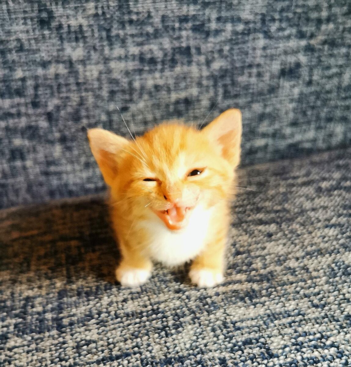 Знакомьтесь, котёнок Мурка