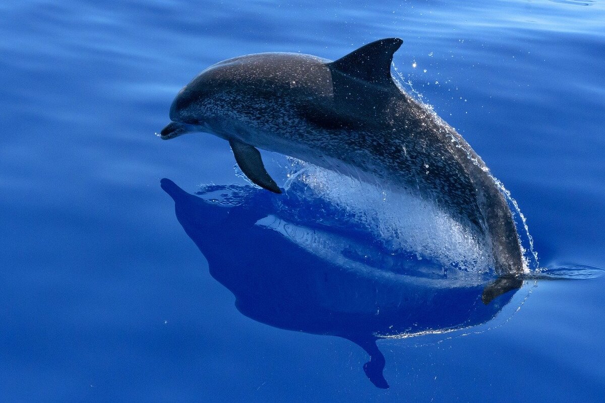 Дельфин млекопитающее. Млекопитающие животные Дельфин. Млекопитающих семейства дельфиновых. Морские обитатели Дельфин. Картинка дельфина
