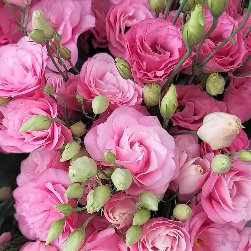 Эустома розовая