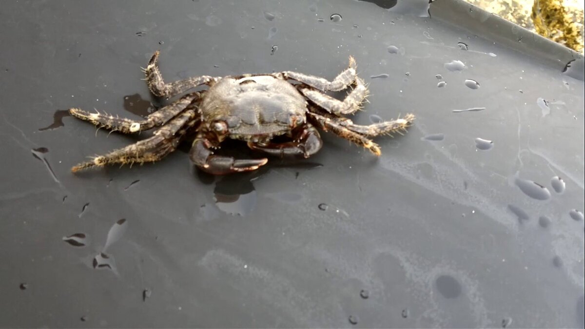 Травяной краб черного моря