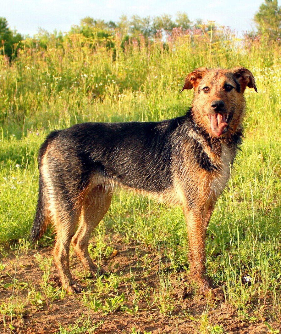 Лора - добрая, ласковая, игривая и умная!