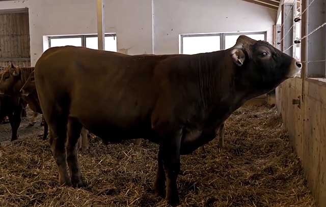 Коровья тусовка: Стойла для быков и коров