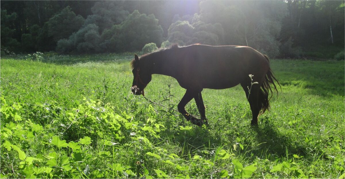 Выпас. Фото автора