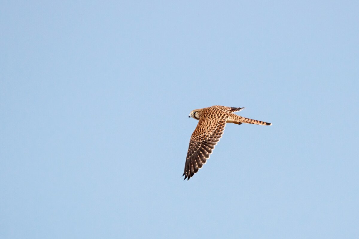 Обыкновенная пустельга