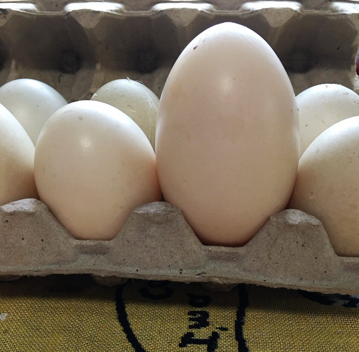 фотография куриного яйца 55 млн