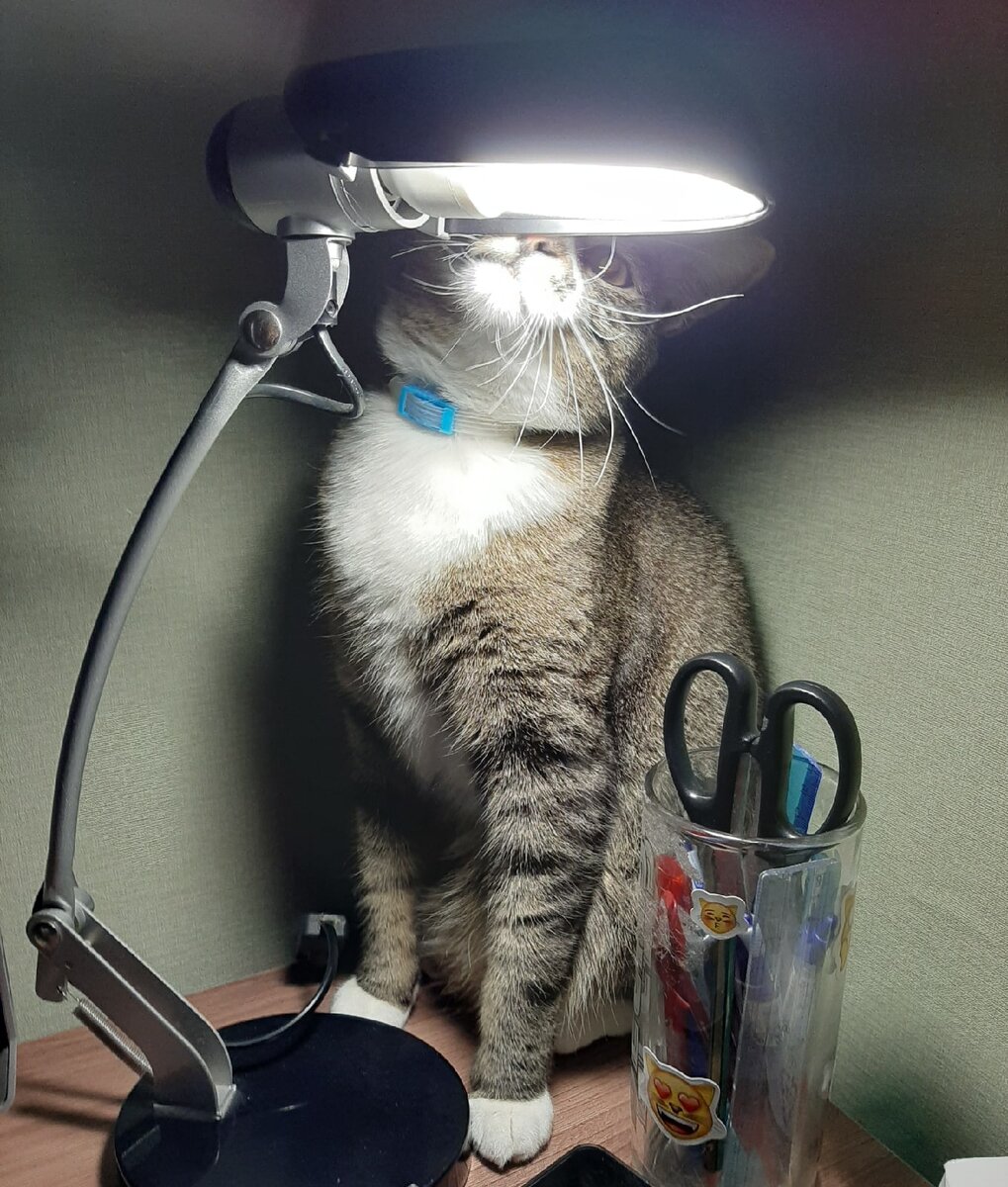 Но, помним, что экономия на всём - не лучший способ накопления средств. Лучше немного копить и пореже покидать рабочее место (даже если у тебя лапки)