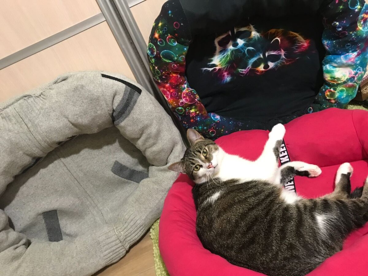 Василий испытывает лежаки