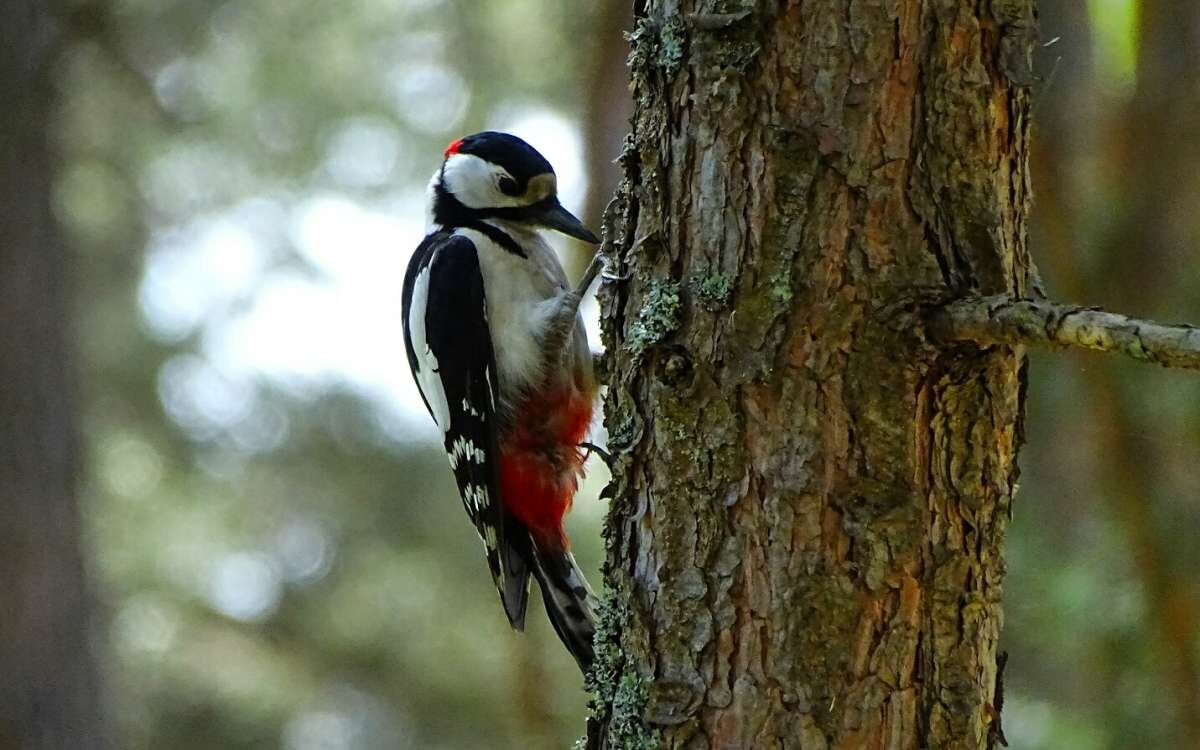 Фото из открытых источников