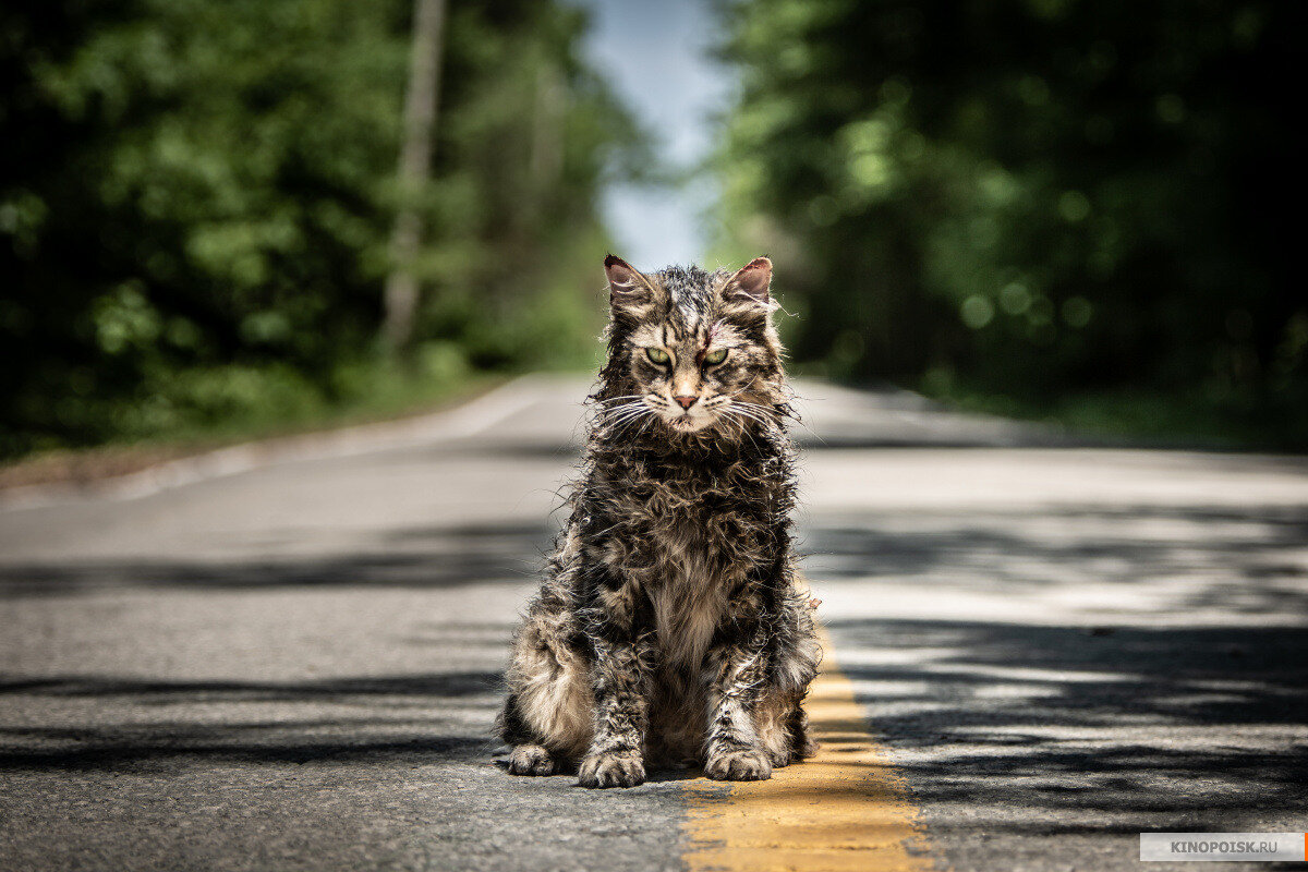 Фото своей кошки не нашел, так что вот вам кот из фильма. Но клянусь моя выглядела также.