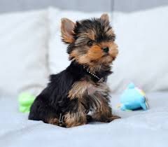 Фото из Yandex