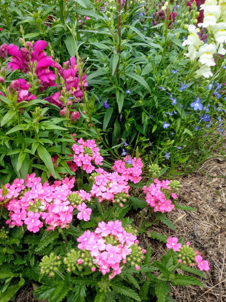 Моя цветочная клумба с вербеной, львиным зевом и лобелией