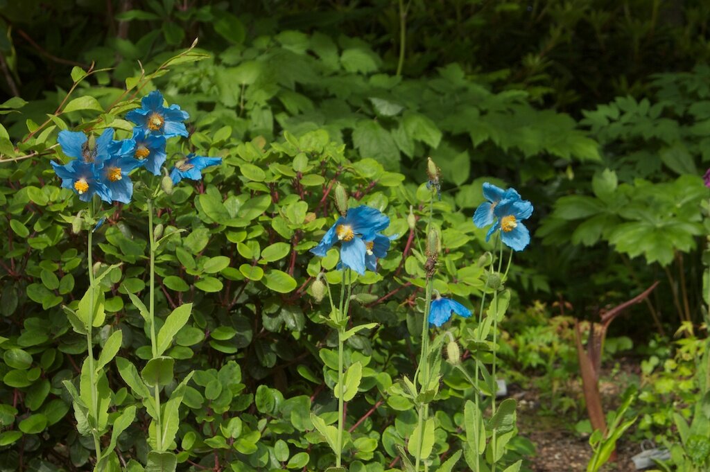 Меконопсис betonicifolia