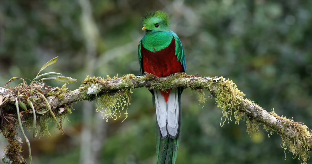 Квезаль на ветке