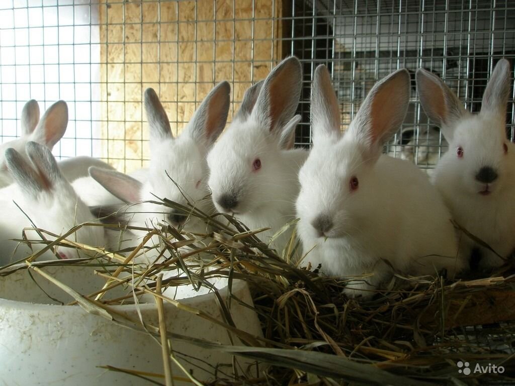 Картинка взята из открытого источника на яндекс 