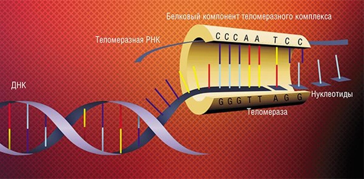 Схема строения теломеразы, фермента, который «пришивает» новые нуклеотиды к укорачивающимся при делении клетки теломерным участкам ДНК