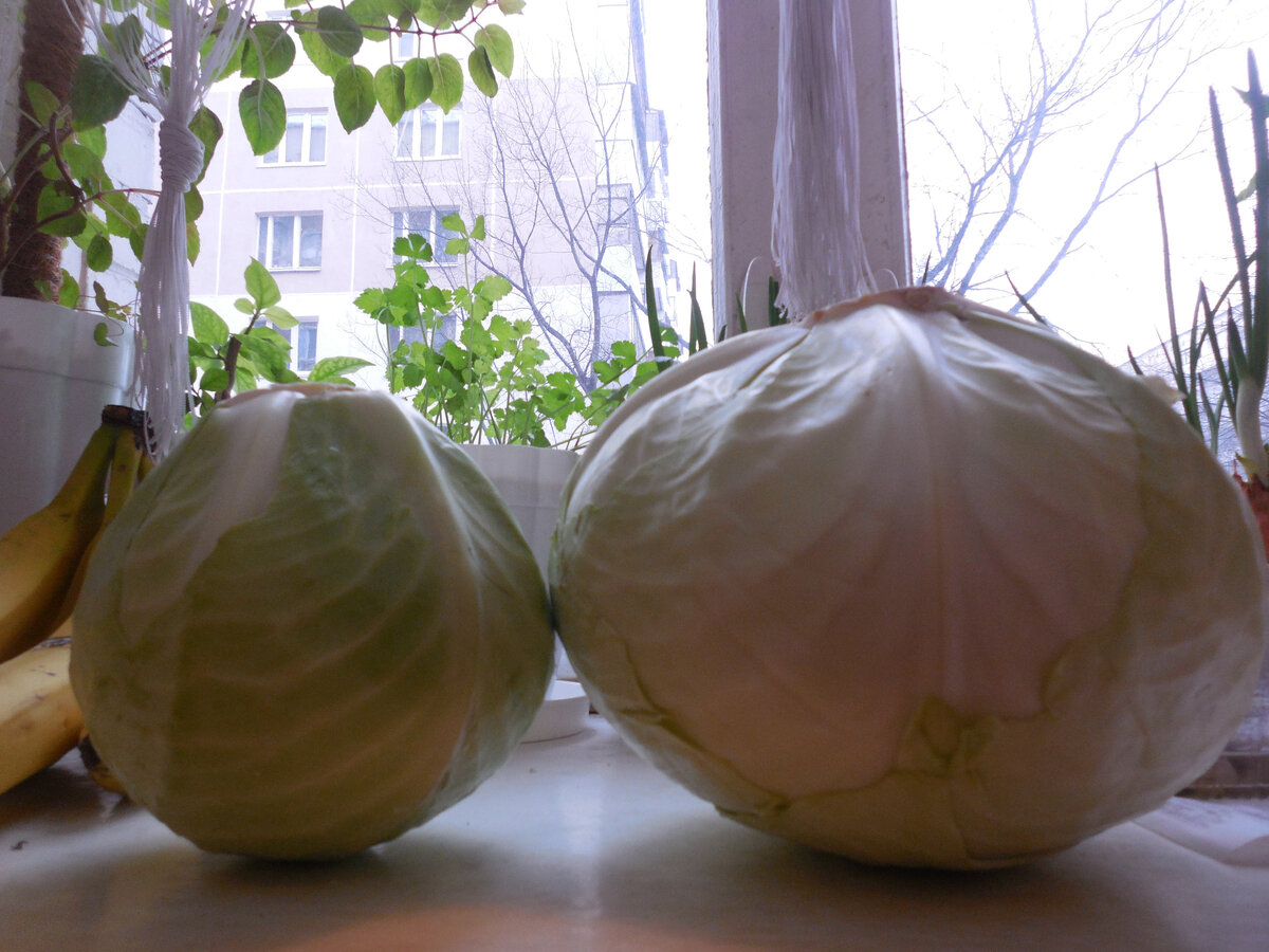 Слева "неправильный" кочан. Такой для приготовления квашеной капусты такой лучше не брать. А справа словно приплюснутый. Этот подходит!