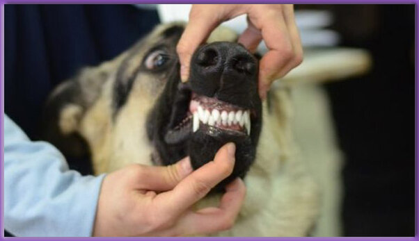 Ой, зубы, мои зубы! 