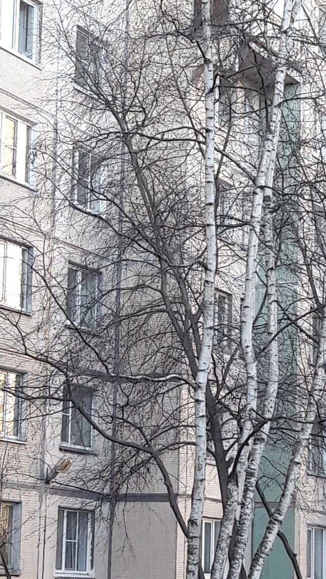 Цветники у многоэтажки. Часть 3. Деревья, кустарники и цветы, посаженные до Вас. И другое.