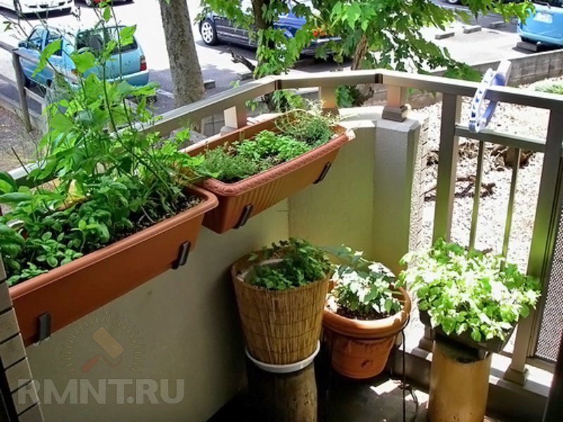 Сегодня самой большой популярностью пользуются недорогие, легкие пластиковые вазоны