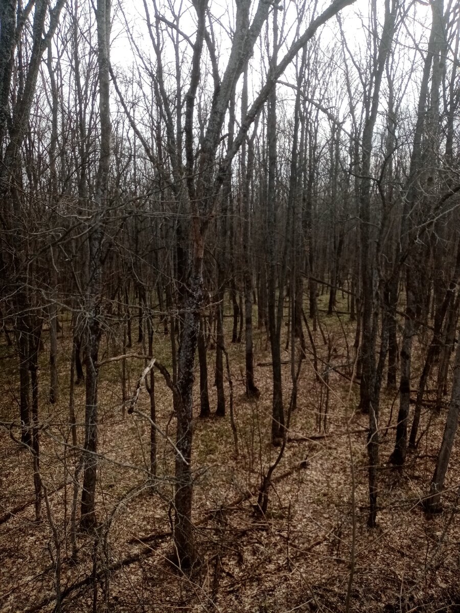 Вот такой сейчас лес