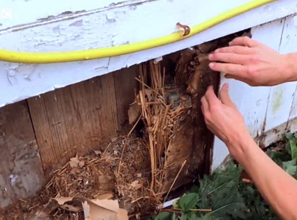 Изображение с сайта https://www.bbc.com/russian.