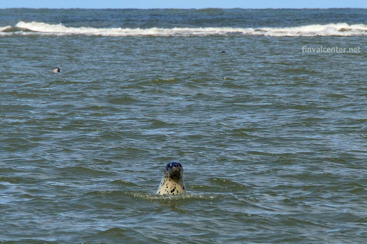 Ларга пытается высунуться как можно выше. чтобы получше нас рассмотреть))