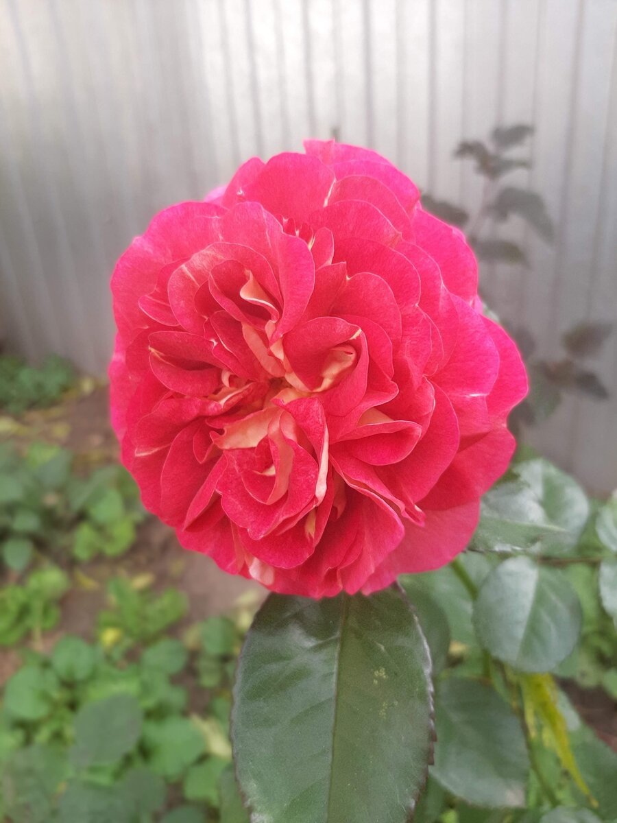 Die Sehenswerte. 3 года. Пересаживала летом. К осени зацвела.