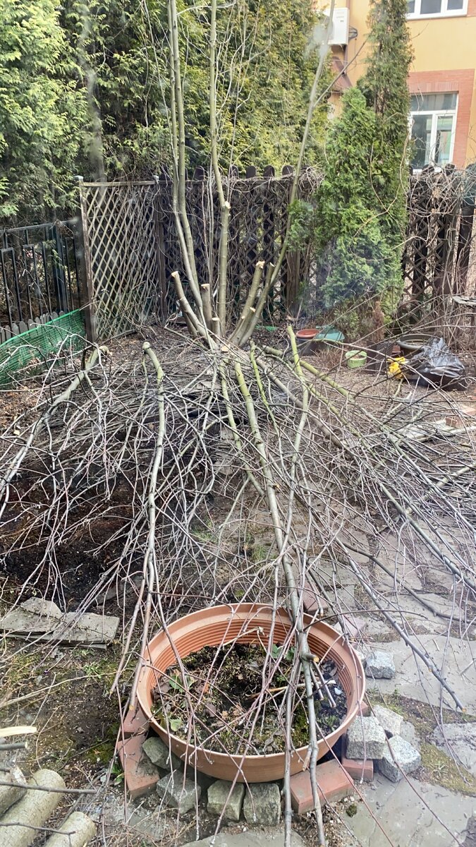 Рябина и туя явно не вписываются