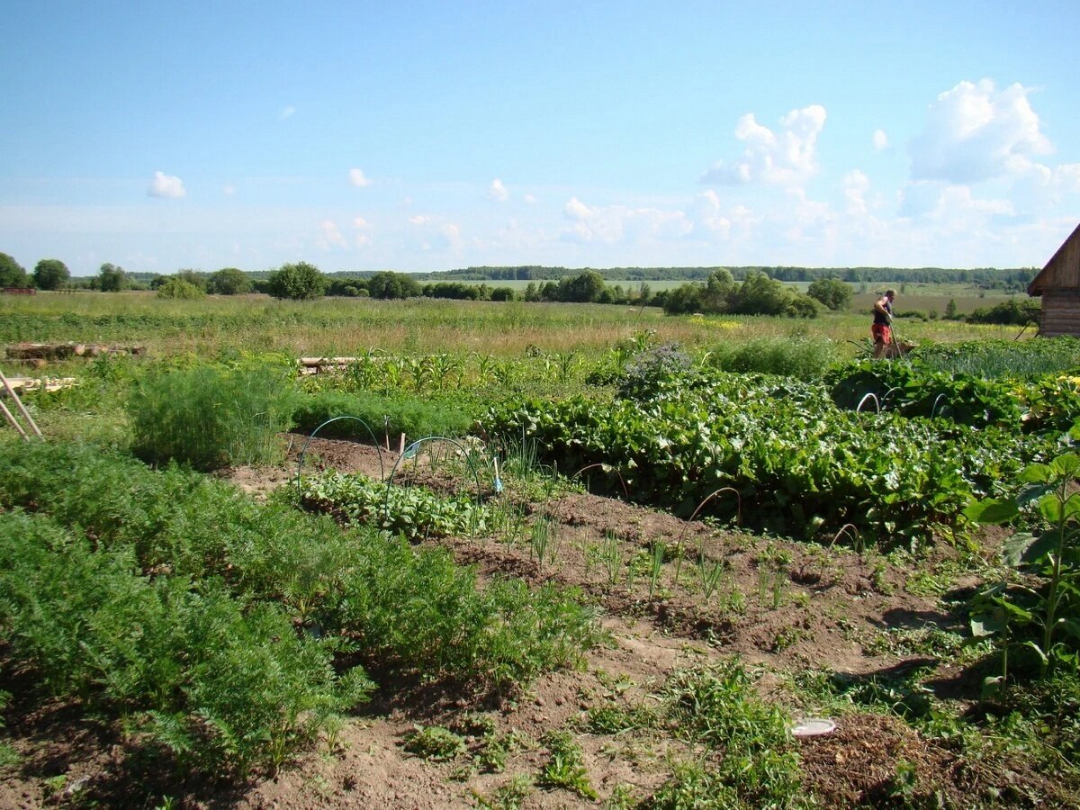 Наш огород 5 лет назад