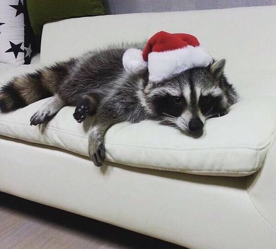 во всём виноват enot