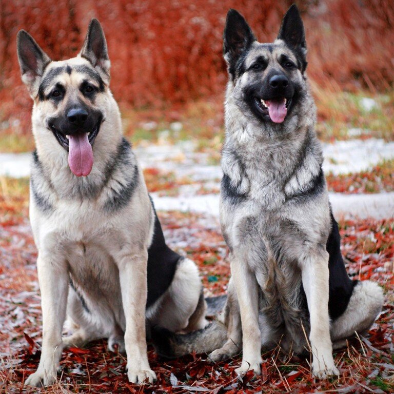 Восточно - европейская овчарка 