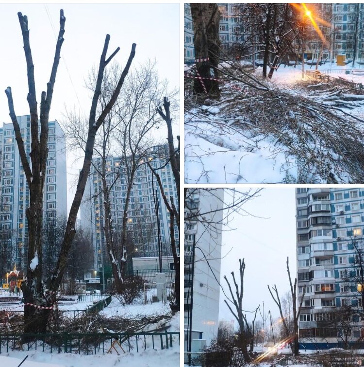 Варварская обрезка деревьев на осеннем бульваре дом 20 в Крылатском. 