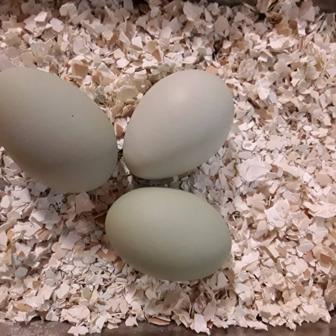 Остатки моей прошлогодней скорлупы (фото автора)