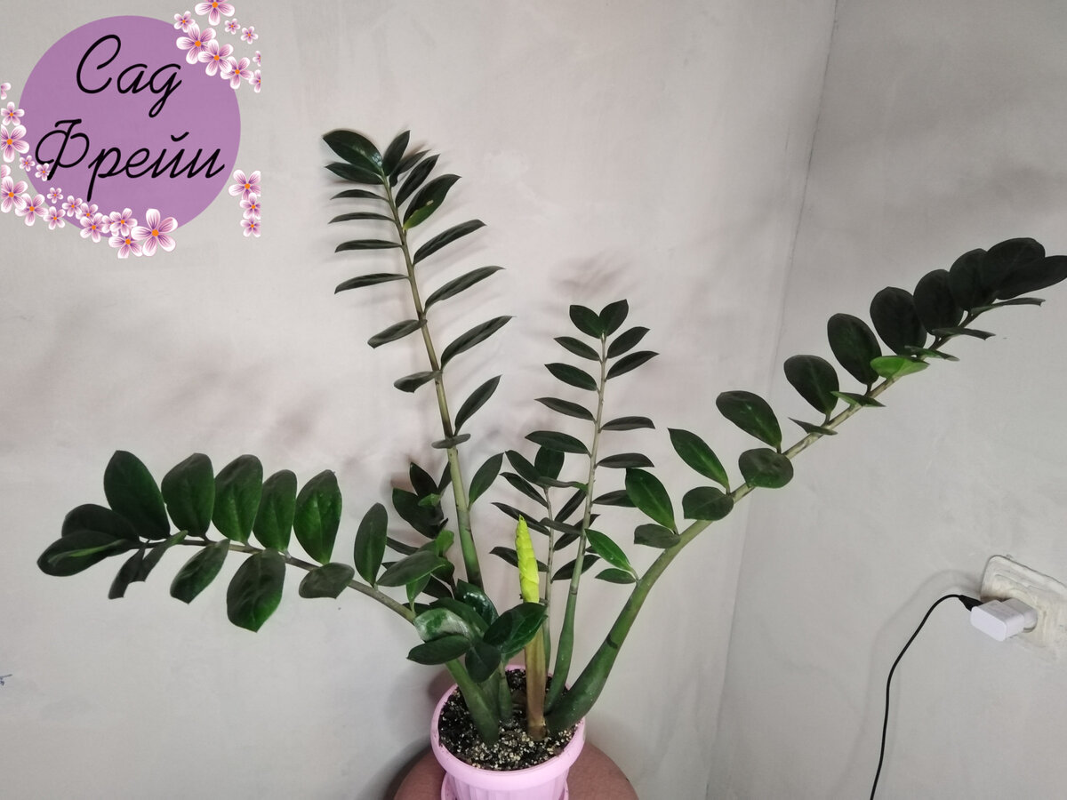 Я купила замиокулькас как раз из-за его теневыносливости. Хочется украсить дальние уголки дома, а цветущие комнатные растения в моей квартире хорошо чувствуют себя лишь на окне