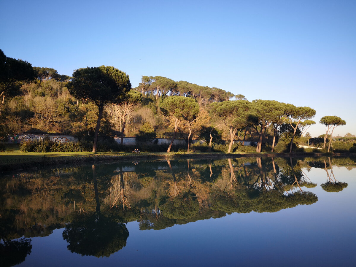 Пиния - итальянская сосна