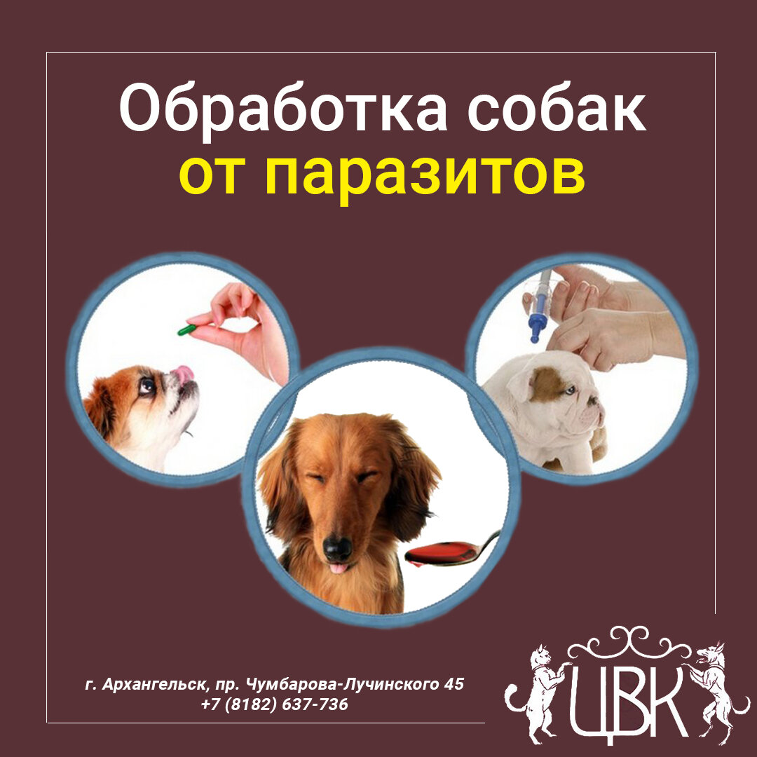 Обработка собак от паразитов – чем проводить и как часто
