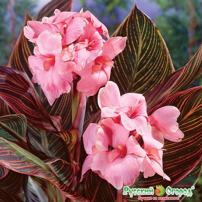 Канна Пинк Санберст, корневище в упаковке от агрофирмы Русский Огород