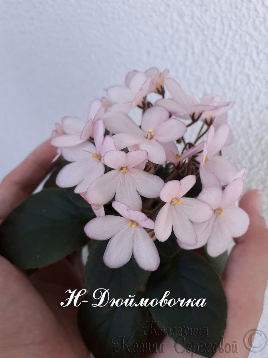 В ладошках малышка Н-Дюймовочка. Очаровательный миниатюрный сорт!