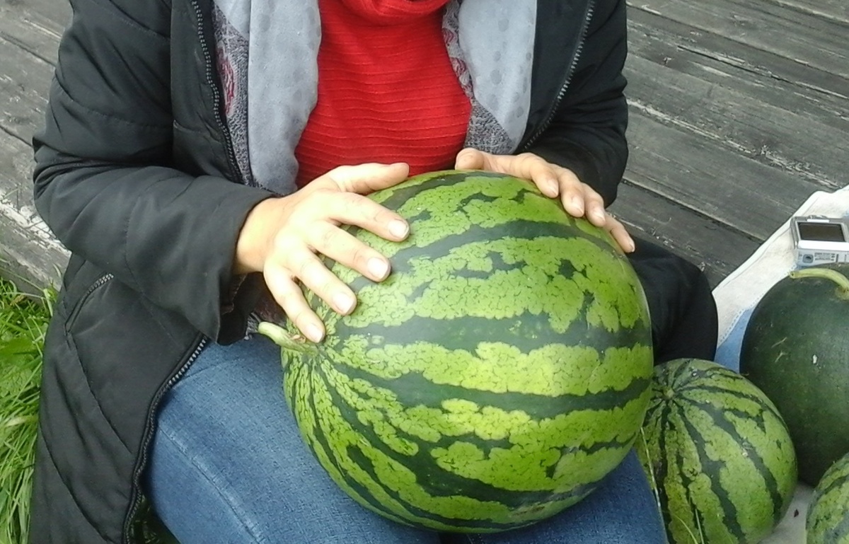 Подарок Северу ф1 урожай 2020.