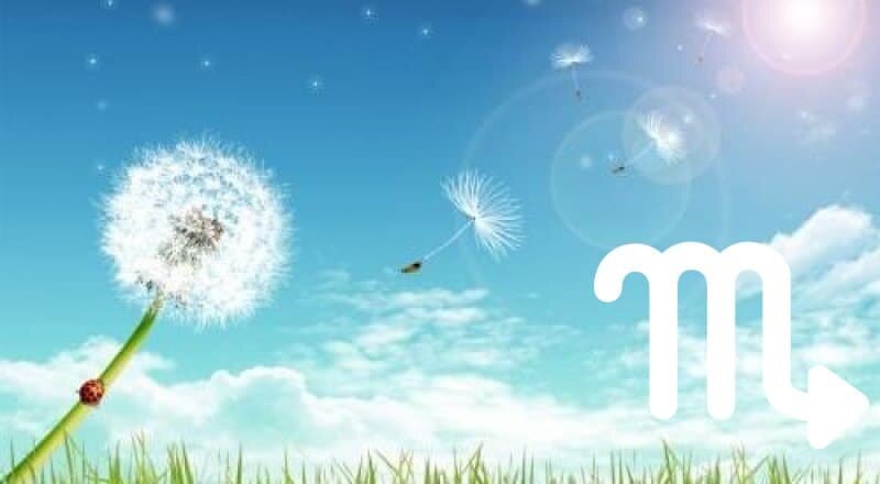 В июне так и хочется спросить: «Это пух с тополей носится вокруг, или одуванчики на всю голову сдурели?»