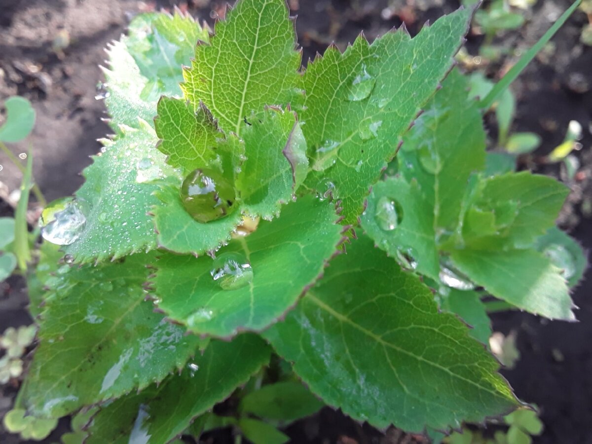 Проснувшийся платикодон