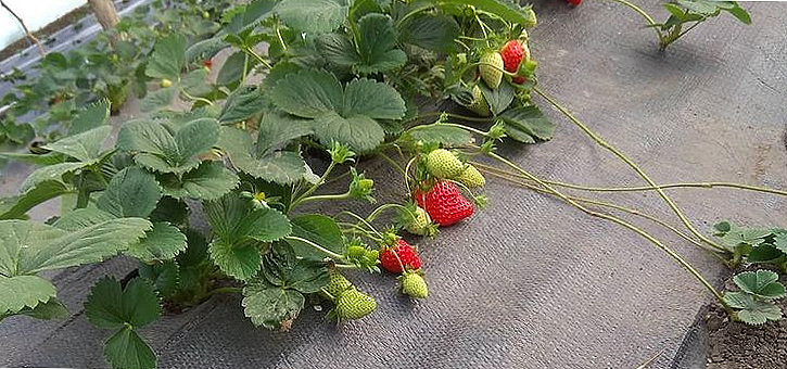 Выращивание клубники на участке.