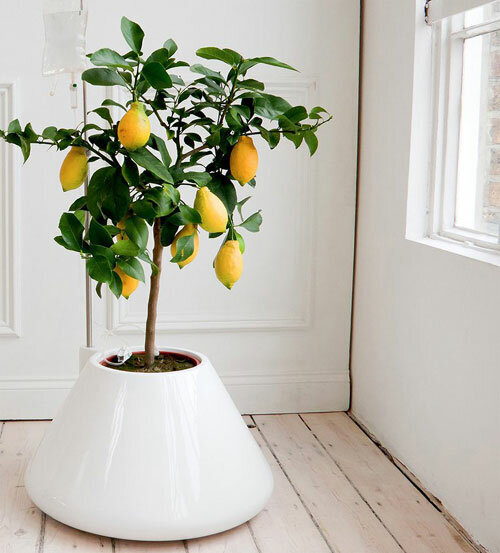 Уход за лимоном в домашних условиях