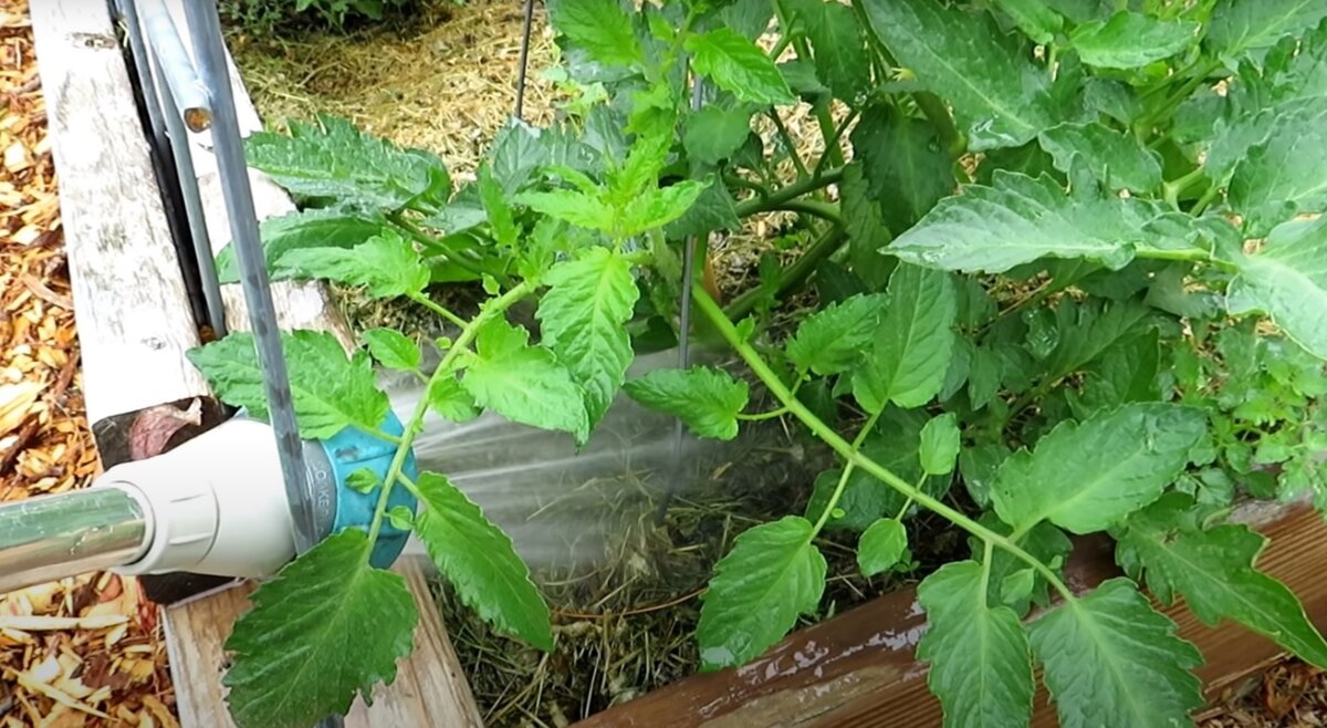 Полив замульчированных томатов под корень. 